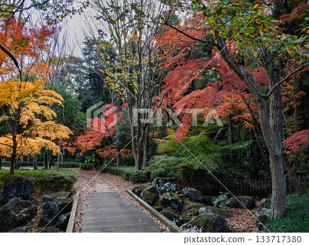 Autumn park scenery with colorful trees (21st Century Forest and Square, Matsudo City, Chiba Prefecture) Autumn park scenery with colorful trees (21st Century Forest and Square, Matsudo City, Chiba Prefecture) 133717380