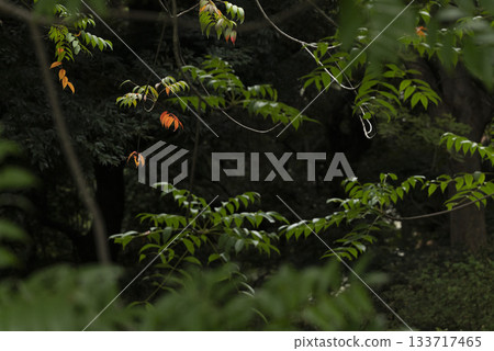 Autumn scenery of a Japanese garden, Rikugien Garden, Tokyo 133717465