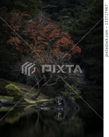 Autumn scenery of a Japanese garden, Rikugien Garden, Tokyo 133717467