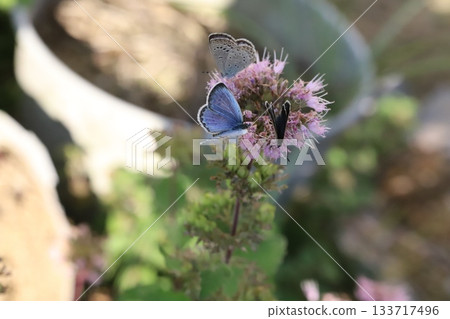 Three Yamato Shijimi butterflies sucking nectar from purple daisy flowers blooming in an autumn garden Three Yamato Shijimi butterflies sucking nectar from purple daisy flowers blooming in an autumn garden 133717496
