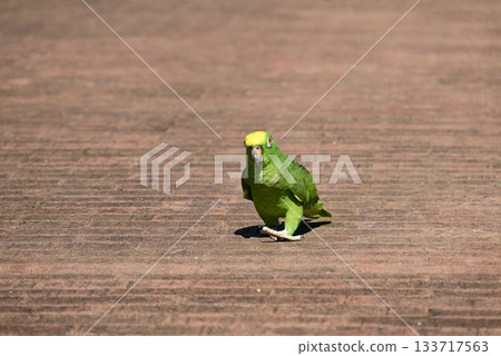 Cute green parakeet 133717563