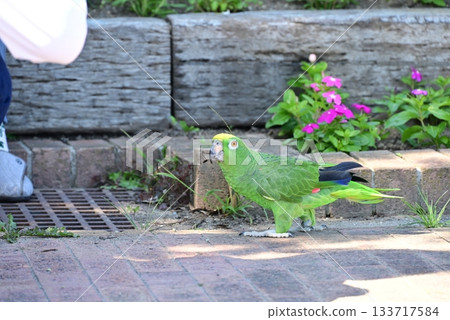 Cute green parakeet Cute green parakeet 133717584