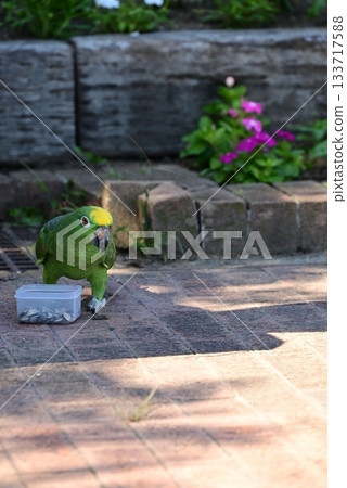 Cute green parakeet Cute green parakeet 133717588