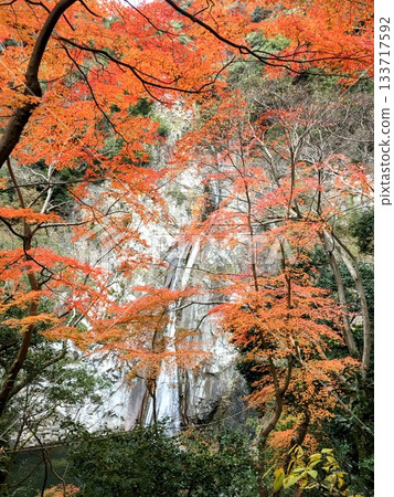 Autumn trees and waterfall Autumn trees and waterfall 133717592