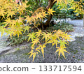 Yellow autumn leaves of maple trees 133717594