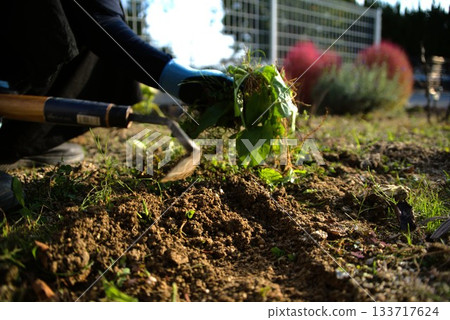 Hands weeding in the field (home garden, weed control, twisted sickle, autumn farm work) 133717624
