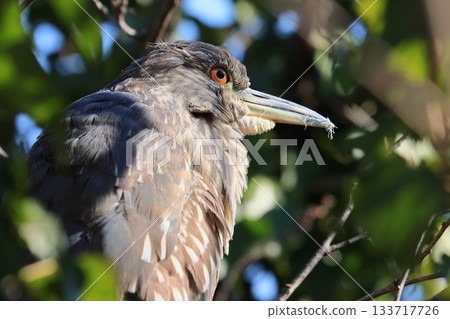 一隻幼小的夜鷺棲息在樹上 133717726