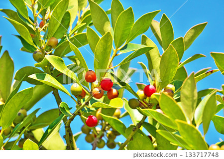 Red holly fruit (autumn, November) Red holly fruit (autumn, November) 133717748