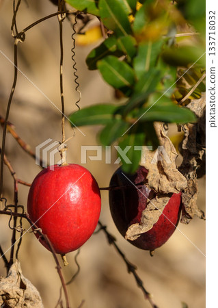 成熟的紅色菱角果實 成熟的紅色菱角果實 133718032