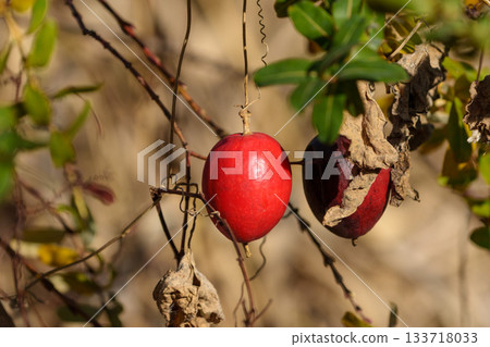 Ripe red caltrop fruit 133718033