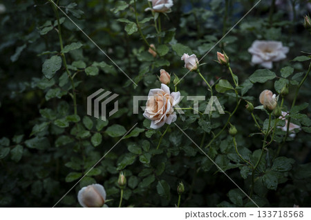 Autumn roses on a gentle day at the Kyu-Furukawa Gardens Autumn roses on a gentle day at the Kyu-Furukawa Gardens 133718568