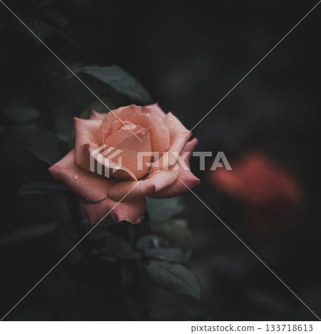 在秋高氣爽的日子裡,古古河庭園的玫瑰盛開 在秋高氣爽的日子裡,古古河庭園的玫瑰盛開 133718613