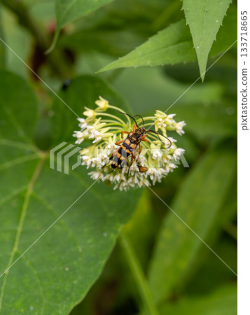 Yotsusujihana long beetles Yotsusujihana long beetles 133718665
