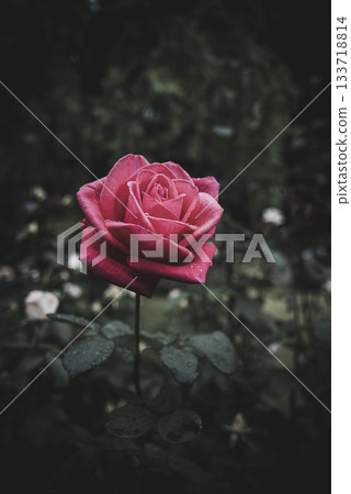 在秋高氣爽的日子裡，古古河庭園的玫瑰盛開 133718814