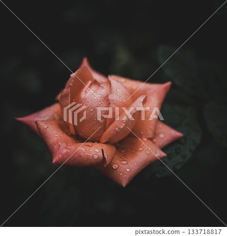 在秋高氣爽的日子裡，古古河庭園的玫瑰盛開 133718817