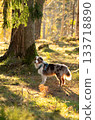 Miniature australian shepherd (red merle) standing in a green forest lit by golden sunbeams 133718890