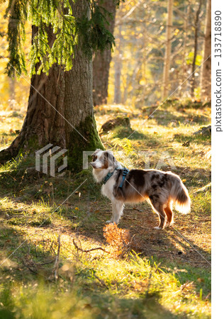 Miniature australian shepherd (red merle) standing in a green forest lit by golden sunbeams 133718890