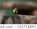 Great tit (Parus Major) from a profile angle, perching on a wooden picnic table bench in a city park in Stockholm 133718891