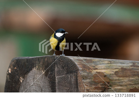Great tit (Parus Major) from a profile angle, perching on a wooden picnic table bench in a city park in Stockholm Great tit (Parus Major) from a profile angle, perching on a wooden picnic table bench in a city park in Stockholm 133718891