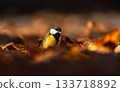 Great tit (Parus Major) seen amidst fallen leaves in golden light, foraging for grubs 133718892