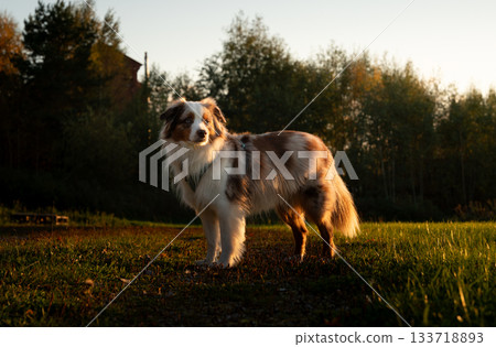 Red merle mini aussie standing in a meadow, lit by golden evening light 133718893