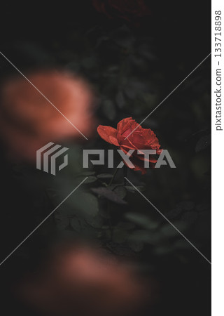 在秋高氣爽的日子裡，古古河庭園的玫瑰盛開 133718898