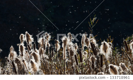 The popped cattail heads illuminated by the light The popped cattail heads illuminated by the light 133718961