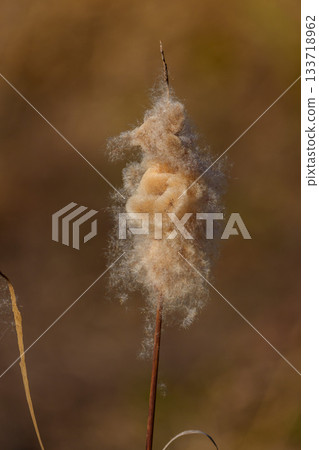 特寫鏡頭：豎起的香蒲耳朵 133718962