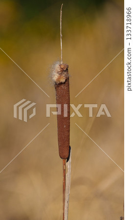 Cattail spikes about to burst 133718966