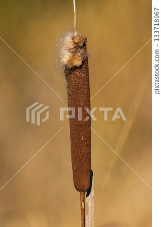 香蒲的尖刺即將爆裂 133718967