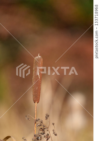 Gama的耳朵 Gama的耳朵 133718968