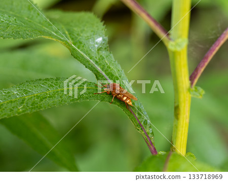 Negroxaab Negroxaab 133718969