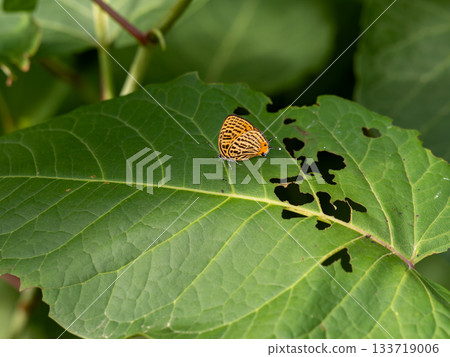 Ura Nami Akashijimi 133719006