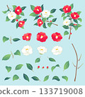 紅白山茶花各部份插圖素材 133719008