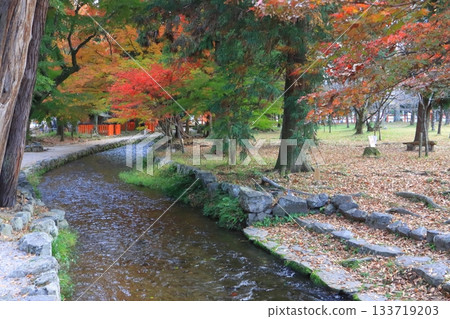 秋天的上賀茂神社（京都市松慶園） 133719203