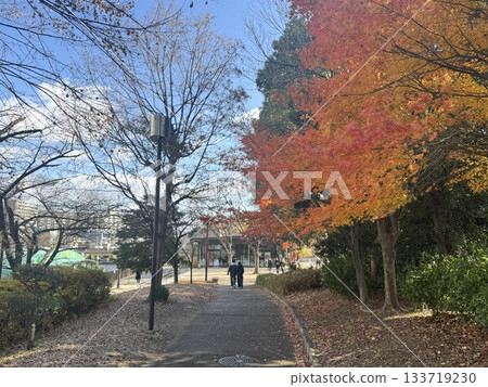 公園和步道上的秋葉 133719230