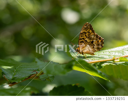 Yama Kimadara Hikage 133719231