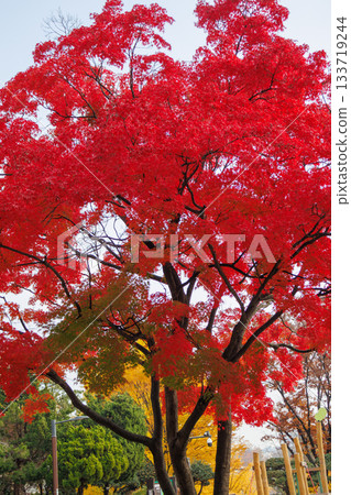 Beautiful autumn foliage scenery in the park Beautiful autumn foliage scenery in the park 133719244