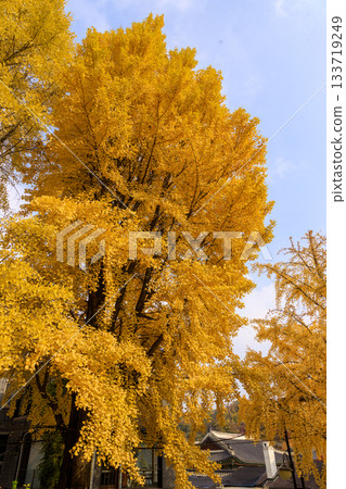 Beautiful autumn foliage scenery in the park 133719249
