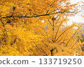 Beautiful autumn foliage scenery in the park 133719250