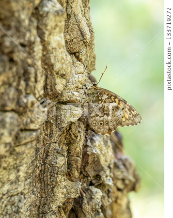 Mountain skipper butterfly 133719272