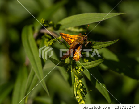 Coquimarasacera 133719274