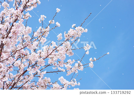 櫻花在風中 133719292