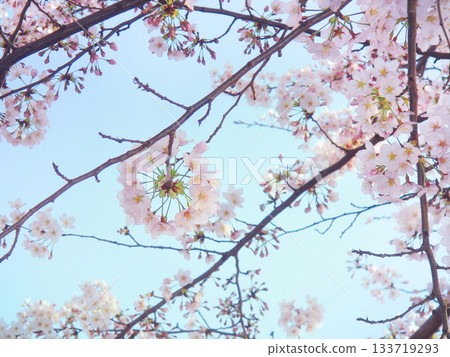 環狀盛開的染井吉野櫻花樹 133719293