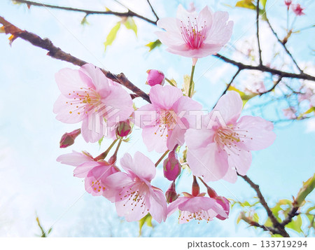 陽光下，櫻花花瓣閃閃發光 133719294