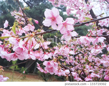 Flowers falling in the rain Flowers falling in the rain 133719302