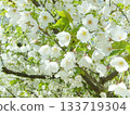 Pure white Oshima cherry blossoms 133719304