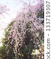 Weeping cherry blossoms at dusk 133719307