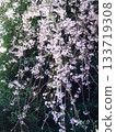 Delicate weeping cherry tree branches 133719308