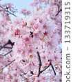 Branch of Yoshino cherry tree 133719315